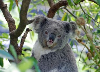 Over 4,300 Koalas Found in Newcastle&rsquo;s Fringe Forests by Drone Survey