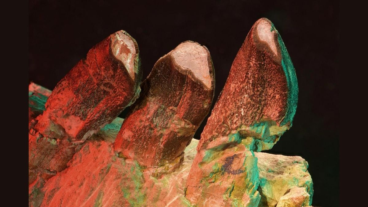 Microscopic Tooth Scratches Unlock Secrets of Sauropod Dinosaurs