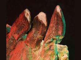 Microscopic Tooth Scratches Unlock Secrets of Sauropod Dinosaurs Microscopic Tooth Scratches Unlock Secrets of Sauropod Dinosaurs