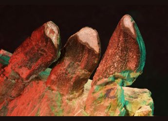 Microscopic Tooth Scratches Unlock Secrets of Sauropod Dinosaurs
