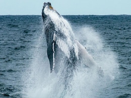 NASA Spots Plankton Swarms from Space to Help Save North Atlantic Right Whales NASA Spots Plankton Swarms from Space to Help Save North Atlantic Right Whales