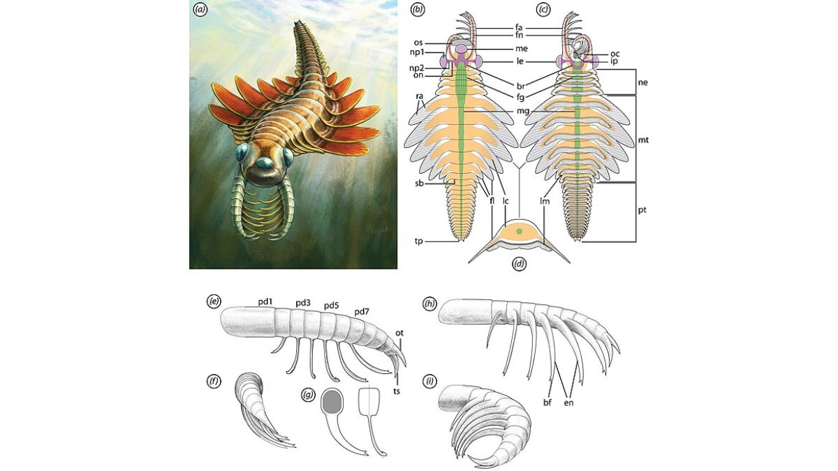 Scientists Discover Three-Eyed Sea Moth From Half a Billion Years Ago