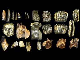 New Homo Erectus Fossils Reveal Ancient Migration Across Drowned Sundaland New Homo Erectus Fossils Reveal Ancient Migration Across Drowned Sundaland