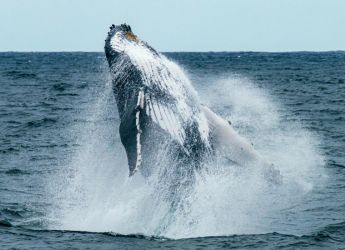 NASA Spots Plankton Swarms from Space to Help Save North Atlantic Right Whales