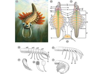 Scientists Discover Three-Eyed Sea Moth From Half a Billion Years Ago
