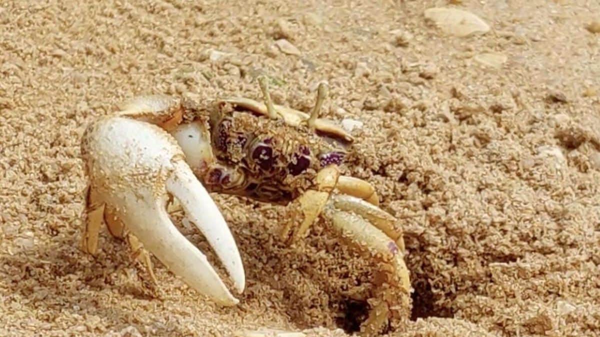 Robot 'Wavy Dave' Fools Crabs, Gets Attacked in Mating Claw Contest