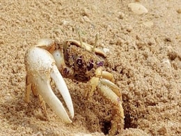 Robot 'Wavy Dave' Fools Crabs, Gets Attacked in Mating Claw Contest Robot 'Wavy Dave' Fools Crabs, Gets Attacked in Mating Claw Contest