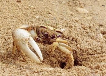 Robot &#039;Wavy Dave&#039; Fools Crabs, Gets Attacked in Mating Claw Contest