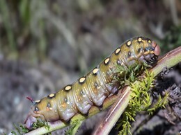 Strange New Worm Found Off Spain’s Coast Can Shrinks to One-Fifth Its Size Strange New Worm Found Off Spain’s Coast Can Shrinks to One-Fifth Its Size
