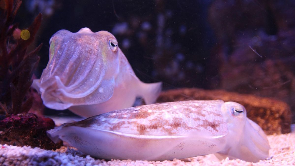 Cuttlefish May Communicate Using Tentacle Waves, Study Finds