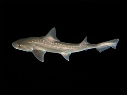 Scientists Discover Clicking Sounds in Rig Sharks for the First Time Scientists Discover Clicking Sounds in Rig Sharks for the First Time