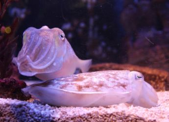 Cuttlefish May Communicate Using Tentacle Waves, Study Finds