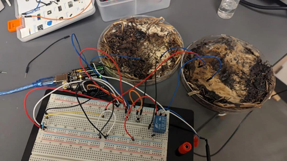 Mushrooms Could Power Future Eco-Friendly Computers, Study Suggests Mushrooms Could Power Future Eco-Friendly Computers, Study Suggests