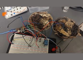 Mushrooms Could Power Future Eco-Friendly Computers, Study Suggests Mushrooms Could Power Future Eco-Friendly Computers, Study Suggests