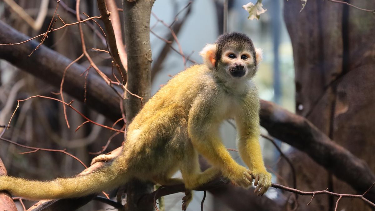 Capuchin Monkeys Abduct Baby Howler Monkeys on Panama&rsquo;s Jicar&oacute;n Island, New Study Reveals