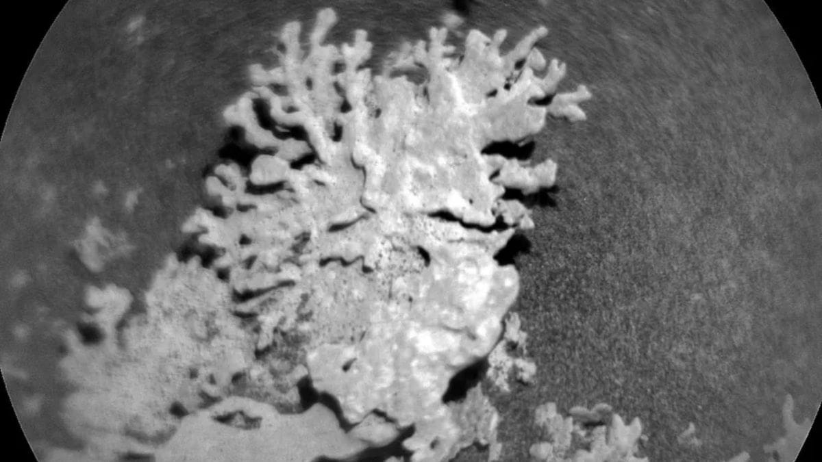 NASA’s Curiosity Rover Spots Ancient Coral-Like Rock on Mars