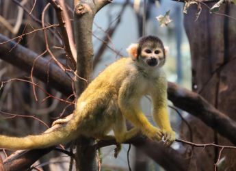 Capuchin Monkeys Abduct Baby Howler Monkeys on Panama&rsquo;s Jicar&oacute;n Island, New Study Reveals