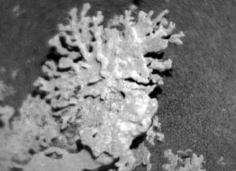 NASA’s Curiosity Rover Spots Ancient Coral-Like Rock on Mars