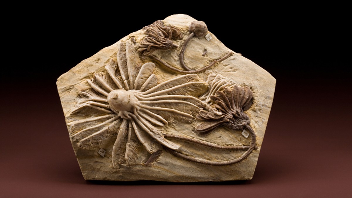 Smithsonian Institution Releases 2.8 Million 2D, 3D Images Into the Public Domain
