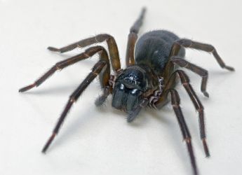 Feather-Legged Lace Weaver Spider Uses Toxic Silk Instead of Fangs to Kill Its Prey