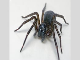 Feather-Legged Lace Weaver Spider Uses Toxic Silk Instead of Fangs to Kill Its Prey Feather-Legged Lace Weaver Spider Uses Toxic Silk Instead of Fangs to Kill Its Prey