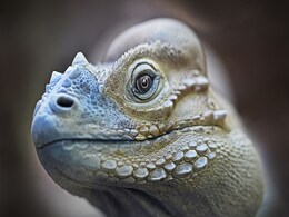 Scuba Diving Lizards Use Air Bubbles to Breathe Underwater and Stay Hidden from Predators Scuba Diving Lizards Use Air Bubbles to Breathe Underwater and Stay Hidden from Predators