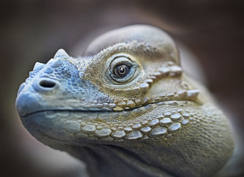 Scuba Diving Lizards Use Air Bubbles to Breathe Underwater and Stay Hidden from Predators