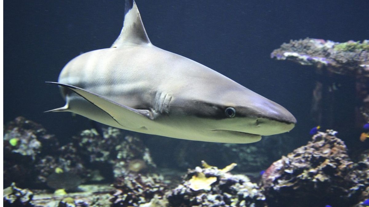 Mysterious Brain Disease Found in Dead Great White Sharks Along Atlantic Coast
