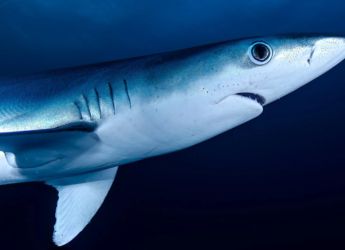 Reef Sharks in French Polynesia Suffer Health Consequences From Feeding by Tourists