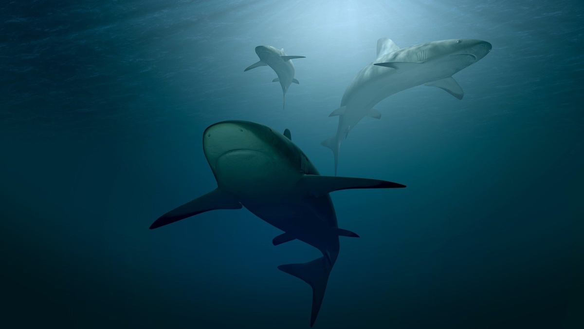 Mystery Event Decimated 90 Per Cent of Shark Diversity 19 Million Years Ago, New Study Finds