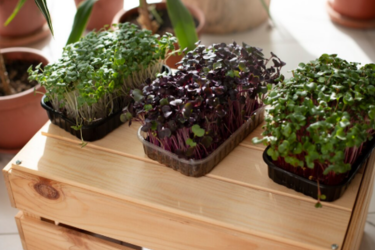 Best Organic Flower Seeds for Your Balcony Garden: Easy-to-Grow Varieties