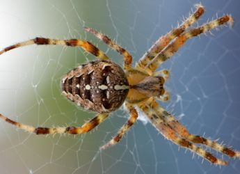 Mind-Controlling Fungus That Turns Spiders into Zombies Found in Ireland