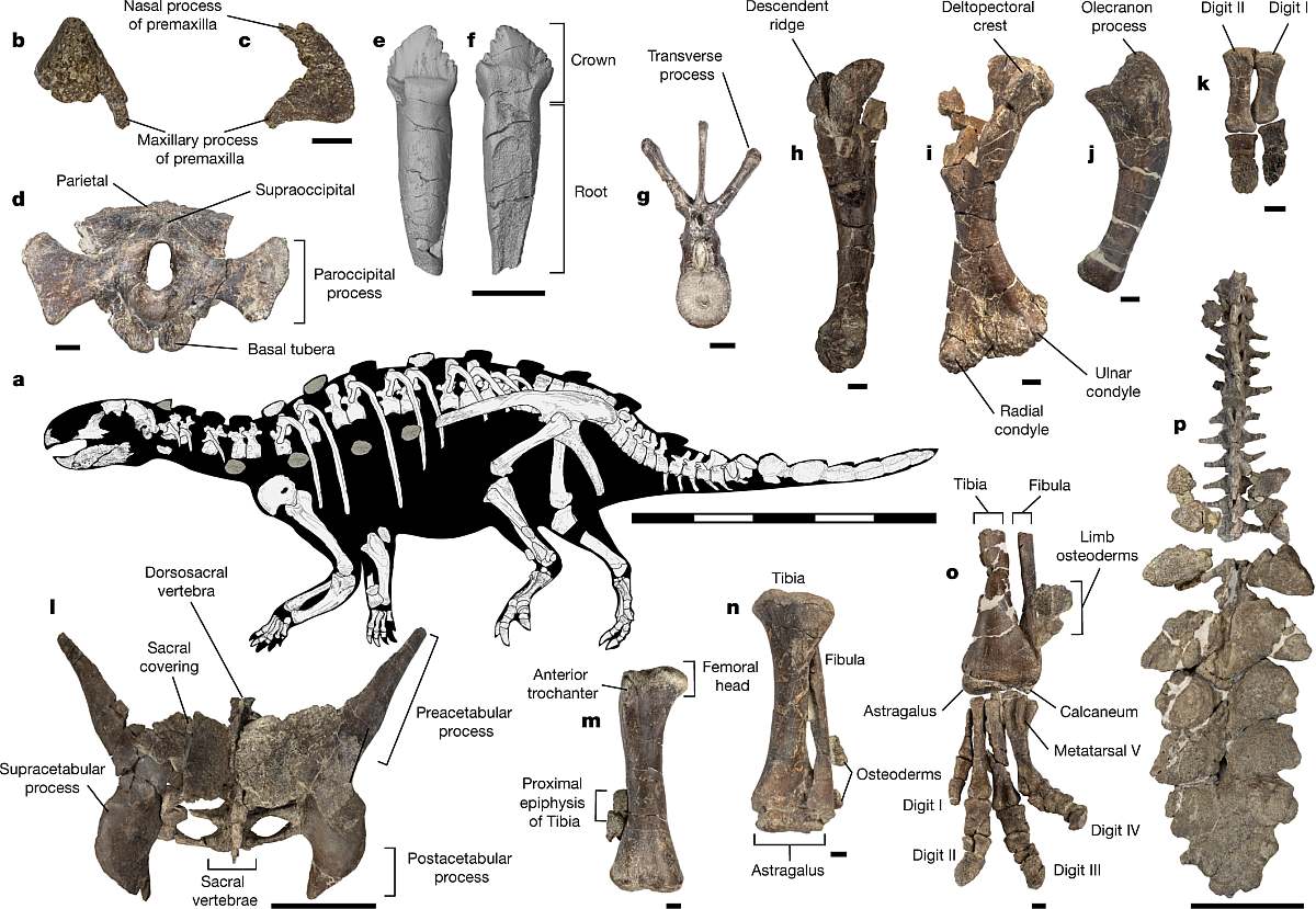 New Dinosaur Species With Armoured, Axe-Like Tail Discovered in Chile