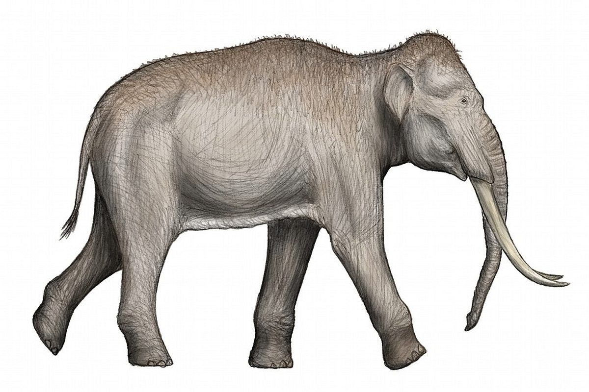 Fossilised Footprints of Extinct Species of Elephants Reveal a Prehistoric Nursery in Spain