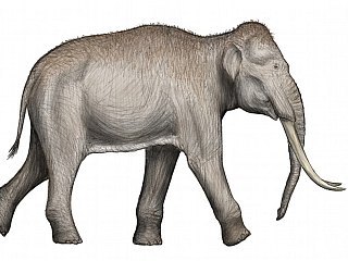 Fossilised Footprints of Extinct Species of Elephants Reveal a Prehistoric Nursery in Spain