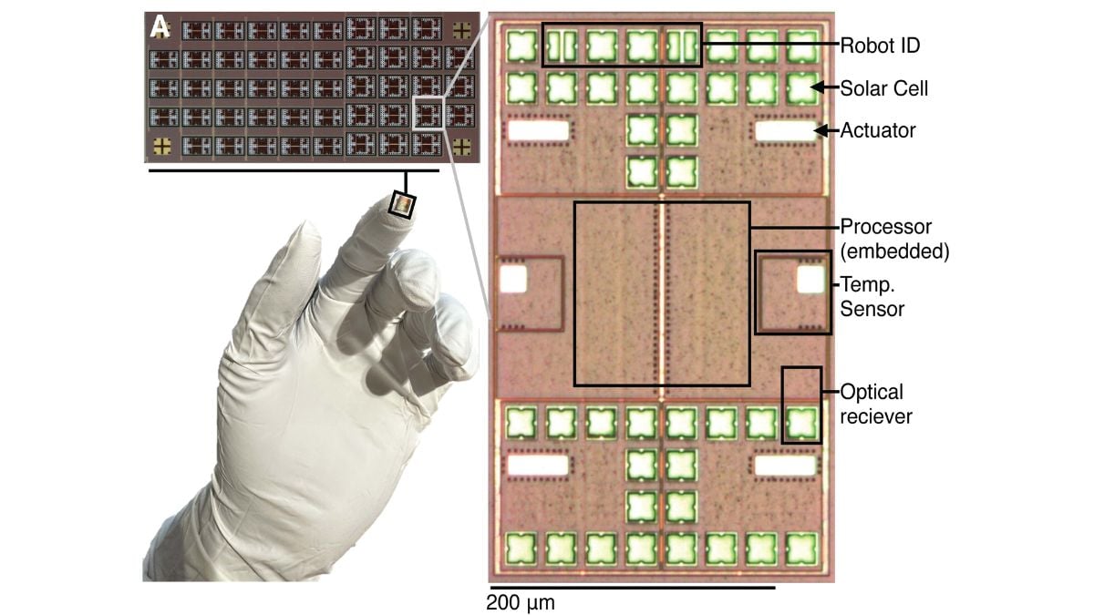 Sub-Millimeter Robots Can Sense, Think, and Act Autonomously, New Study Finds
