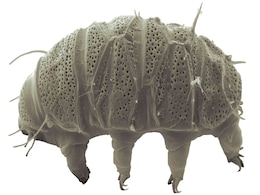 New Tardigrade Species Hypsibius henanensis Reveals Unique Radiation Survival Mechanisms New Tardigrade Species Hypsibius henanensis Reveals Unique Radiation Survival Mechanisms