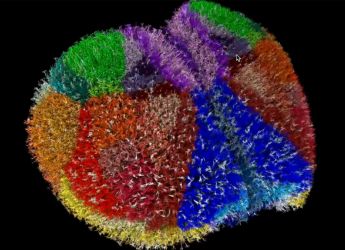 Scientists Build One of the Most Detailed Digital Simulations of the Mouse Cortex Using Japan&rsquo;s Fugaku Supercomputer