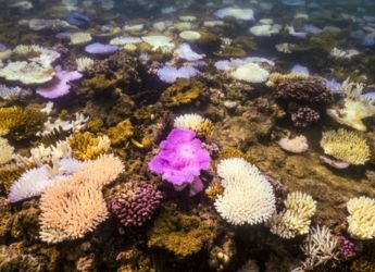Earth May Have Crossed Its First Climate Tipping Point as Coral Reefs Collapse