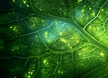 Scientists Solve Decades-Old Photosynthesis Puzzle With IISc–Caltech Study