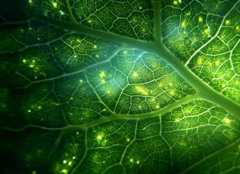IIScâCaltech Team Cracks a 60-Year Mystery Behind Photosynthesis