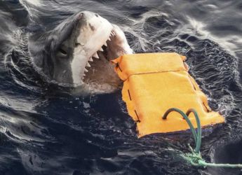 Researchers Develop Wetsuits That Protect Against Shark Bites And Stings