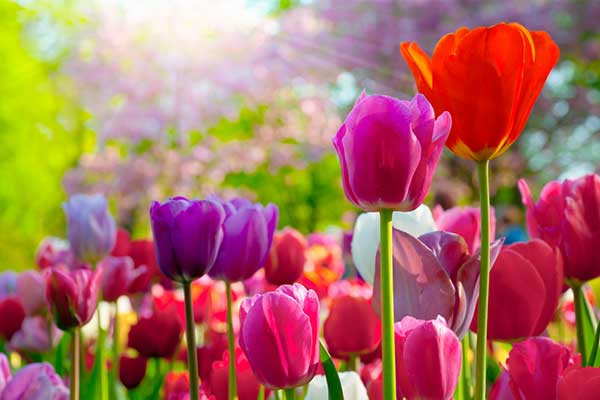Tulip Flowers