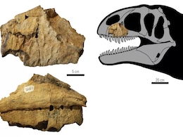 'Shark-Toothed' Dinosaur That Competed With T-Rex Lived in Present Uzbekistan 90 Million Years Ago 'Shark-Toothed' Dinosaur That Competed With T-Rex Lived in Present Uzbekistan 90 Million Years Ago