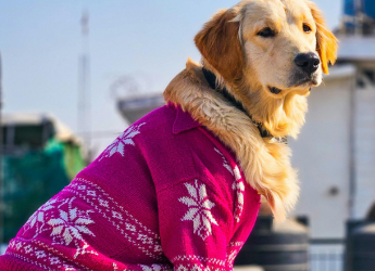 Myntra Trend Sale 2025: Adorable Dog Sweaters to Keep Your Pup Warm Myntra Trend Sale 2025: Adorable Dog Sweaters to Keep Your Pup Warm