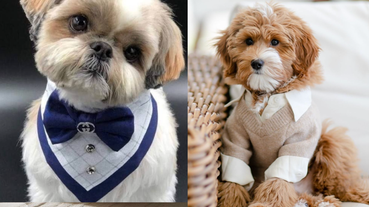 Cute and Trendy Apparel for Pet Dogs: Gen-Z Furry Companion Fashion Trends
