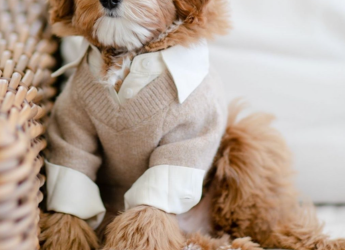 Cute and Trendy Apparel for Pet Dogs: Gen-Z Furry Companion Fashion Trends