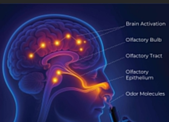 Wellness Scents: How Neuro-Fragrances Can Boost Your Confidence and Calm Your Mind