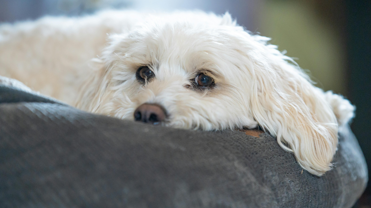 The Best Cozy Pet Beds on Myntra For Your Fur Babies