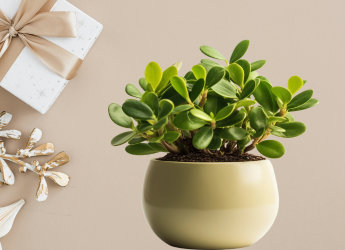 Beyond the Basics: Unusual Housewarming Gifts That Stand Out